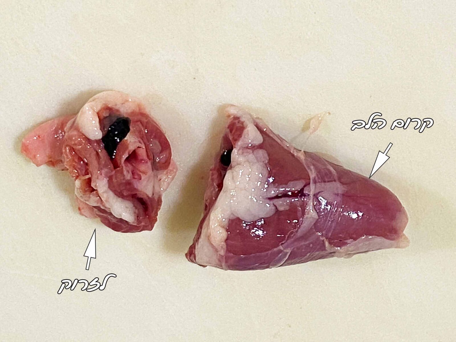 לב עוף חתוך לפני ניקוי