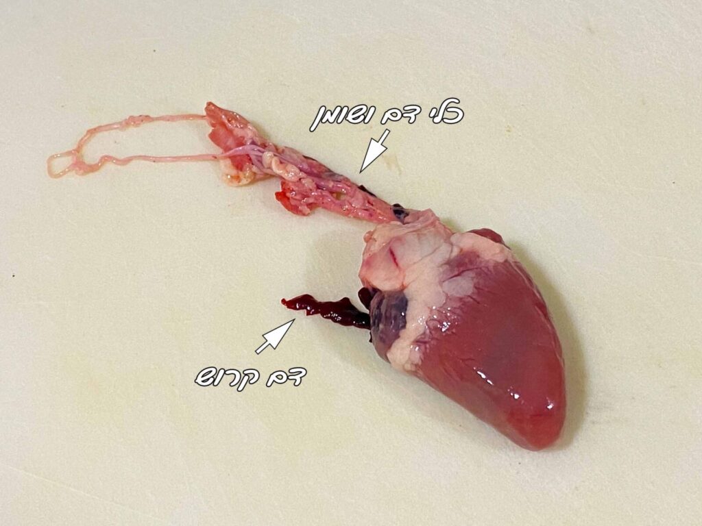 לב עוף לפני ניקוי עם כתוביות